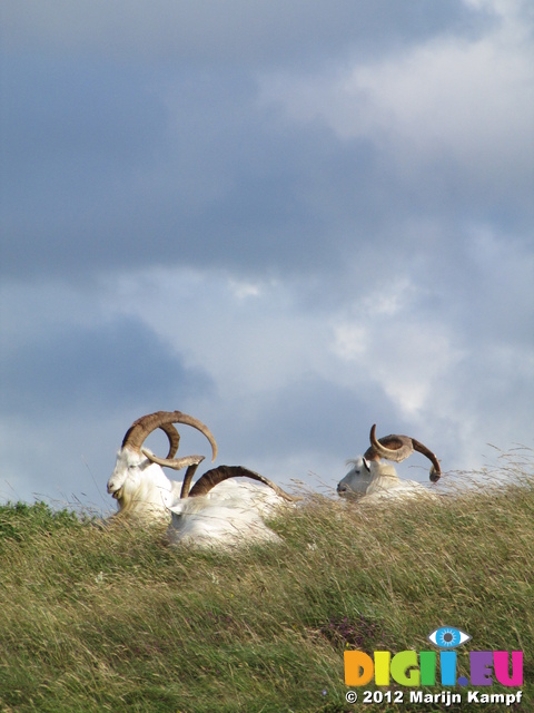 SX23187 Horned Goats